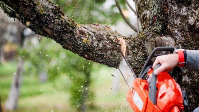 chainsaw pruning tree